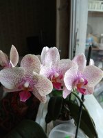 IMG_20210824_143645.jpg