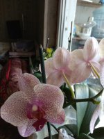 IMG_20210824_143719.jpg