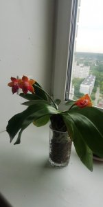 IMG-20210801-WA0029.jpeg