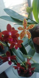 IMG-20210803-WA0030.jpeg