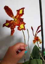 IMG_20210824_124458~2.jpg