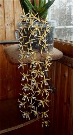 Сoelogyne Dayana (2).jpeg