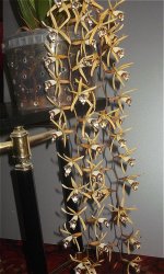 Сoelogyne Dayana (1).jpeg