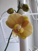 IMG_20210821_084936.jpg