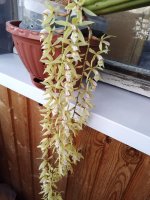 Coelogyne Rochussenii  (2).jpg