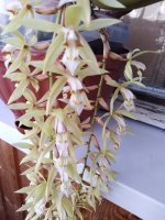 Coelogyne Rochussenii  (1).jpg