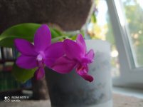 IMG_20210905_180105.jpg