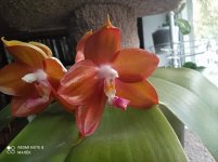 IMG_20210915_101650.jpg
