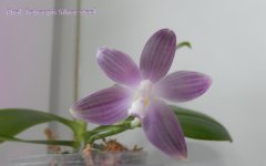 DSCN8229.JPG