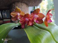 IMG_20210905_175938.jpg