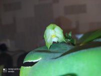 IMG_20210926_003125.jpg