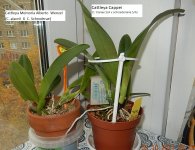 DSCN8245.JPG