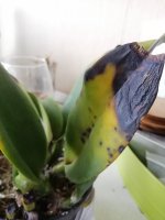 IMG_20211009_073828.jpg