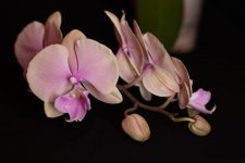 IMG_1420.jpg