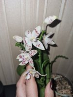 sumatrana x tetraspis (Sumaspice) 7.jpg