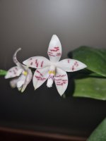 sumatrana x tetraspis (Sumaspice) 5.jpg