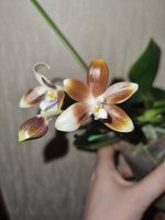 speciosa coffee cup (black) 2.jpg