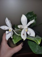 Phal. speciosa 'Blue' x speciosa' Blue Spot' 4.jpg