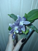Tetraspis Silver steel 4.jpg