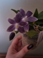 Tetraspis Silver steel 3.jpg
