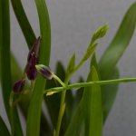 IMG_3487.jpg