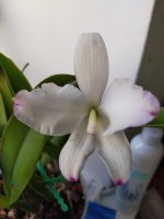 IMG20211101081936.jpg