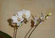 DSCN8272.JPG