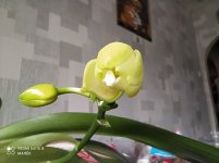 IMG_20211114_123203.jpg