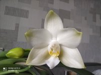 IMG_20211115_130500.jpg