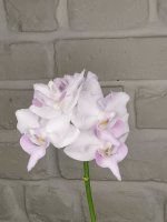 IMG_20211115_130042.jpg