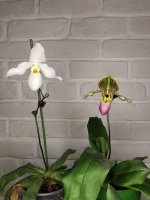 IMG_20211115_130300.jpg