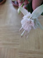 IMG_20211120_174920.jpg