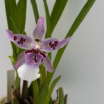 IMG_3695.jpg