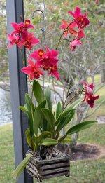 image-mikiorchid-888.jpg