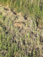 IMG-20210813-WA0004.jpg