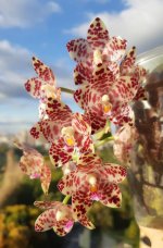 Phalaenopsis Gigantea.jpg