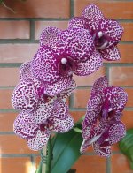 Phal. Lioulin Wild Cat.jpg