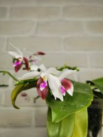 IMG_20220105_132841.jpg