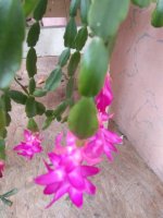 IMG_20220107_123009.jpg