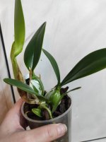 schwerter 2022-01-20 laelia anceps alba peloric.jpg