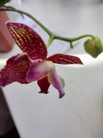 IMG_20220120_124923.jpg