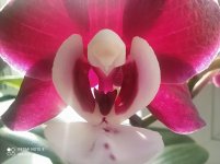 IMG_20220124_131337.jpg
