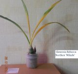 DSCN8367.JPG