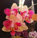 IMG_20220103_230611.jpg