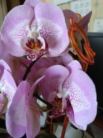 IMG_20220207_132804.jpg