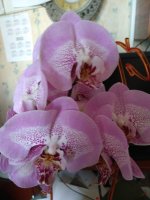 IMG_20220207_132811.jpg