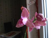IMG_20220207_132106.jpg