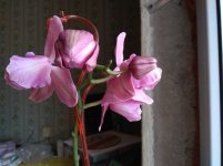 IMG_20220207_132117.jpg