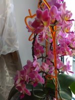 IMG_20220207_132335.jpg