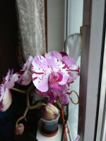IMG_20220208_105307.jpg
